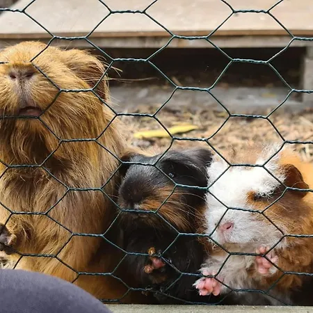 Nieuw Leven Texel Hotel