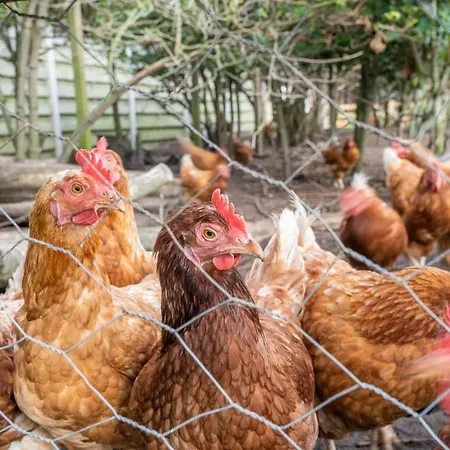 Nieuw Leven Texel Otel Den Burg